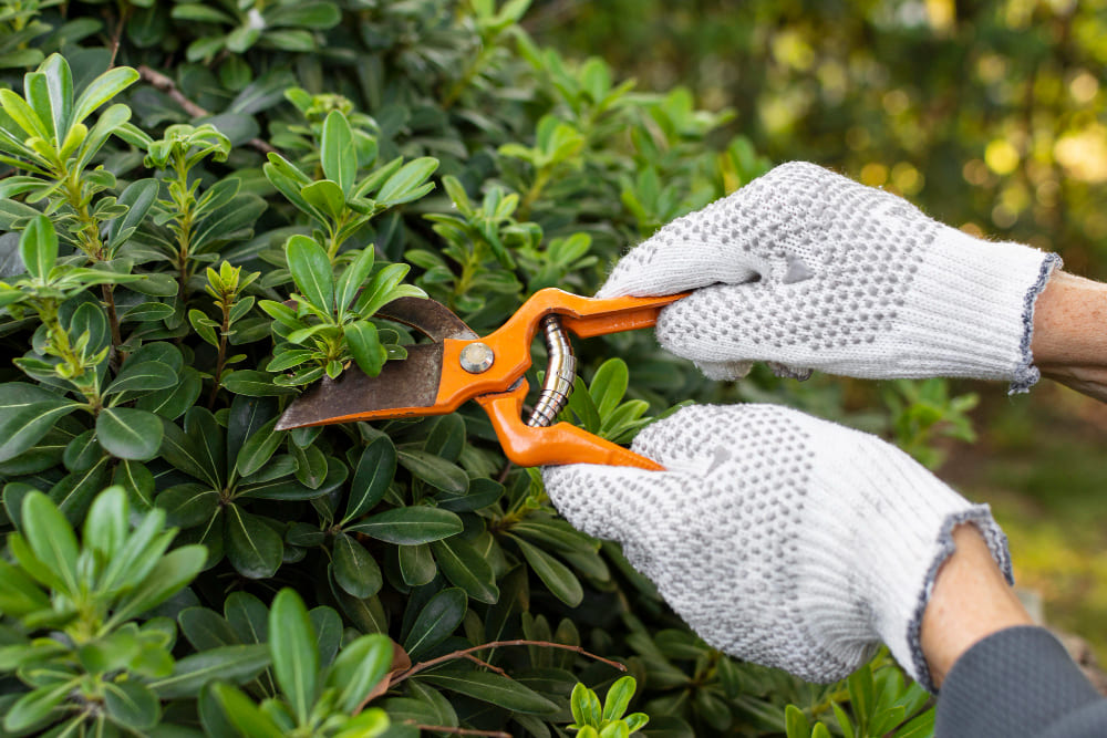 Shrub Care Tips to Beautify Your Yard